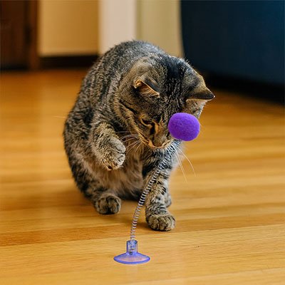 Jeu Chat
