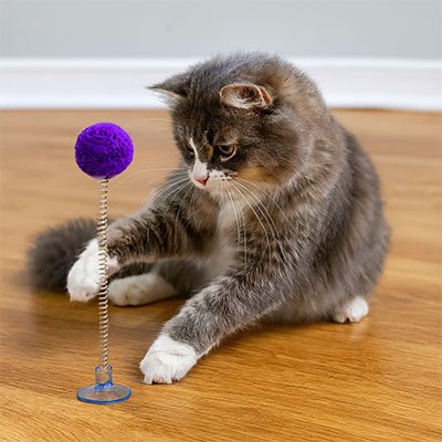 Jeu Chat