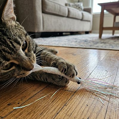 jouet Chat 